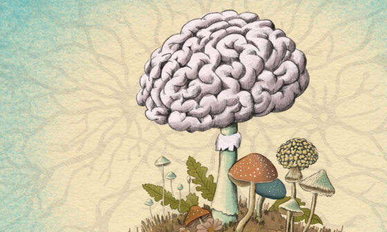 embracing functional fungi a new era of mind body and wellness