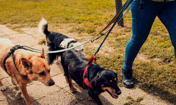 understanding dog liability protection in the uk a deeper look at legal and professional safeguards