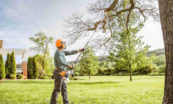 understanding the precision behind professional tree removal