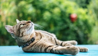A Beginners Guide to Raising a Healthy and Happy Cat