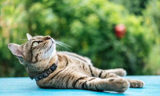A Beginners Guide to Raising a Healthy and Happy Cat