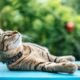 A Beginners Guide to Raising a Healthy and Happy Cat