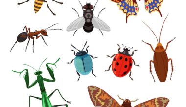 How to Prevent Stinging Insect Infestations Effectively