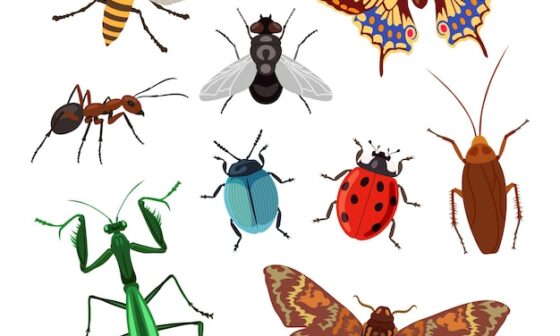 How to Prevent Stinging Insect Infestations Effectively