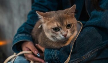 Reducing Separation Anxiety in Cats While You Travel