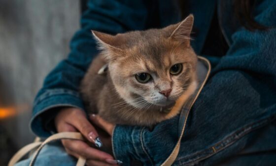 Reducing Separation Anxiety in Cats While You Travel