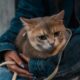 Reducing Separation Anxiety in Cats While You Travel