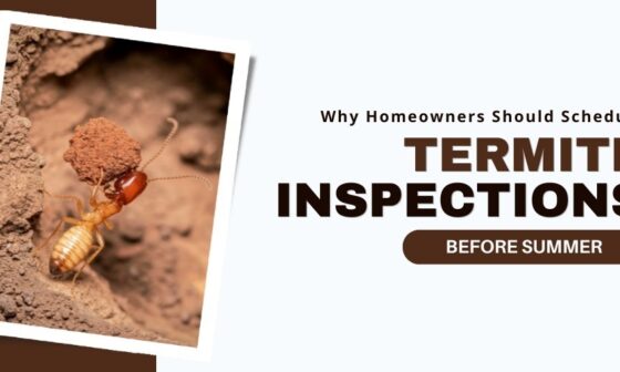 Why Homeowners Should Schedule Termite Inspections Before Summer