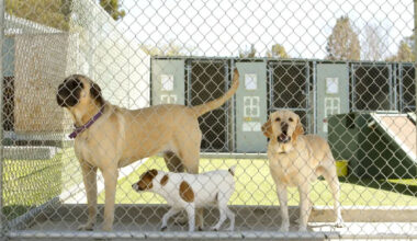 Advantages of Using a Dog Boarding Facility