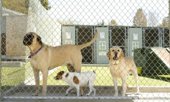 Advantages of Using a Dog Boarding Facility
