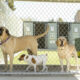 Advantages of Using a Dog Boarding Facility