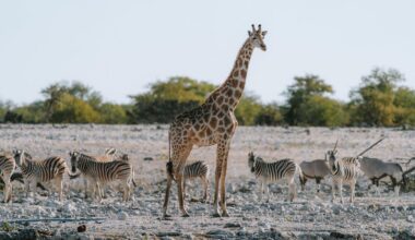 Best Times of Year to Visit Africa for Wildlife and Scenic Beauty
