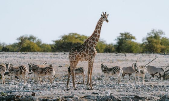 Best Times of Year to Visit Africa for Wildlife and Scenic Beauty
