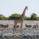 Best Times of Year to Visit Africa for Wildlife and Scenic Beauty
