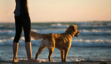 How Wellness Supplements Support Daily Dog Care