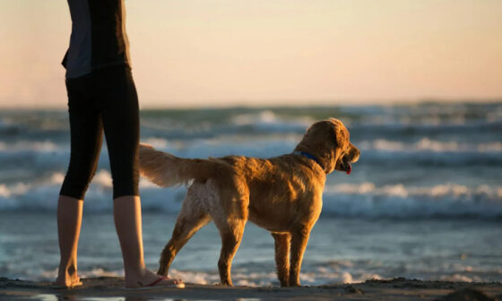 How Wellness Supplements Support Daily Dog Care