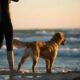 How Wellness Supplements Support Daily Dog Care