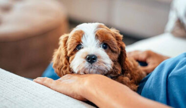 Learn Adorable Cavapoo Puppy Details Alongside Reliable Services From Authentic Pet Stores