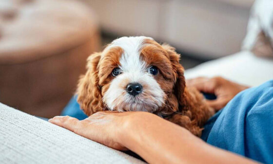 Learn Adorable Cavapoo Puppy Details Alongside Reliable Services From Authentic Pet Stores