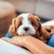 Learn Adorable Cavapoo Puppy Details Alongside Reliable Services From Authentic Pet Stores