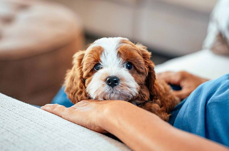 Learn Adorable Cavapoo Puppy Details Alongside Reliable Services From Authentic Pet Stores