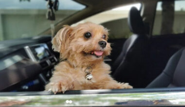 The Booming World of Dog Friendly Travel