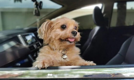 The Booming World of Dog Friendly Travel