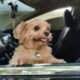 The Booming World of Dog Friendly Travel