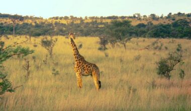 Best Wildlife Viewing Experiences Around the World