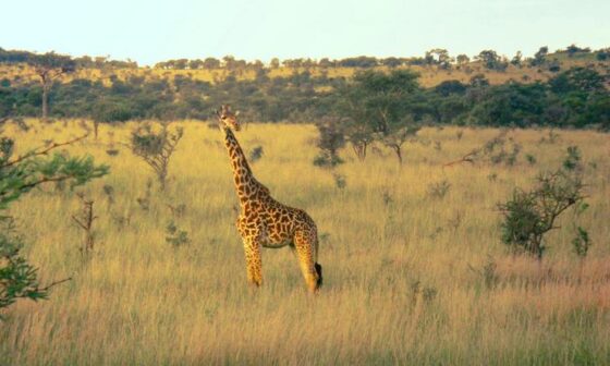 Best Wildlife Viewing Experiences Around the World