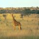 Best Wildlife Viewing Experiences Around the World