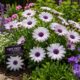 Daisy Seeds