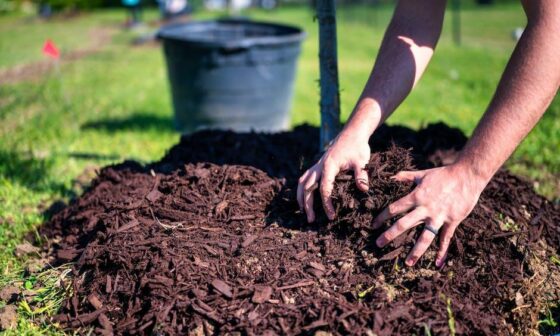 The Benefits of Organic Mulch for Sustainable Gardening