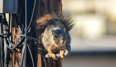 Does Wildlife Cause Power Outages