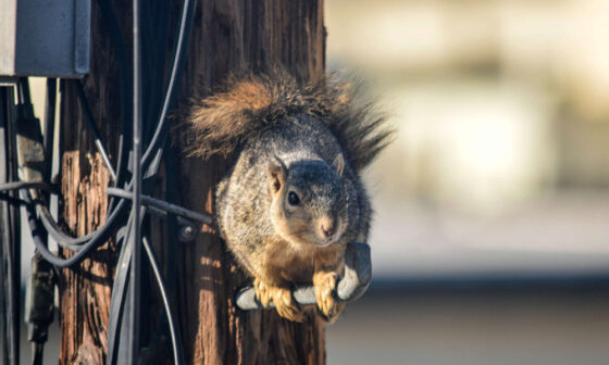 Does Wildlife Cause Power Outages