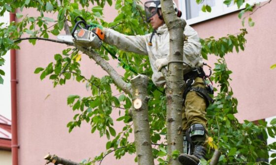 Ways to Keep Your Yard Green Healthy and Attractive