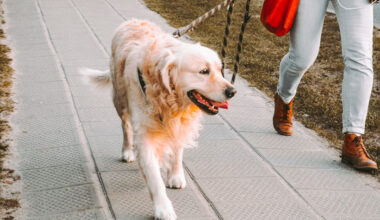 What Are the Legal Responsibilities of Dog Owners After a Bite Incident