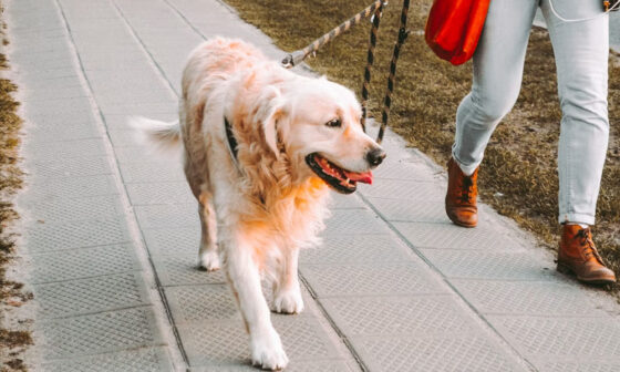 What Are the Legal Responsibilities of Dog Owners After a Bite Incident