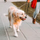 What Are the Legal Responsibilities of Dog Owners After a Bite Incident