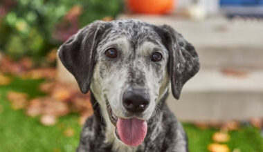 8 Signs Your Dog Is Officially a Senior Citizen
