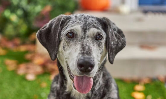 8 Signs Your Dog Is Officially a Senior Citizen
