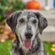 8 Signs Your Dog Is Officially a Senior Citizen