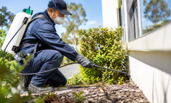 Effective Pest Control Services in Southern Highlands